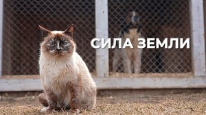 Страусы, верблюд и лисы: новосибирский агротуризм | Программа "СИЛА ЗЕМЛИ" | 18 апреля 2024