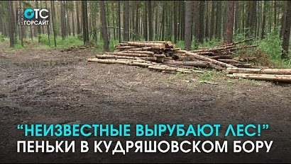 “Помогите! Неизвестные вырубают лес!”: кто вырубил ёлки в Кудряшовском бору?