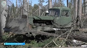 Леса расчищают после прошлогодних ураганов в Болотнинском районе. Чем опасны поваленные деревья?