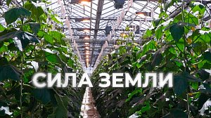 Как электричество помогает выращивать огурцы | Программа "СИЛА ЗЕМЛИ" | 06 июня 2024 | Телеканал ОТС