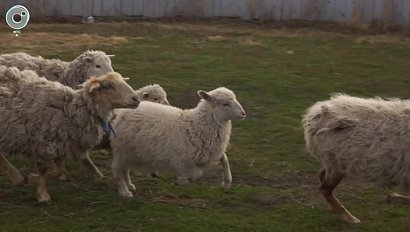 Новосибирские учёные знают, как повысить мясопродуктивность овец
