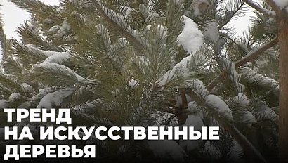 На 10 тысяч праздничных деревьев заготовили меньше Новосибирские лесничества