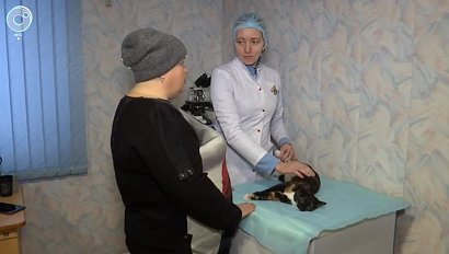 В Новосибирске появилась социальная ветеринария. Какие услуги предлагает?