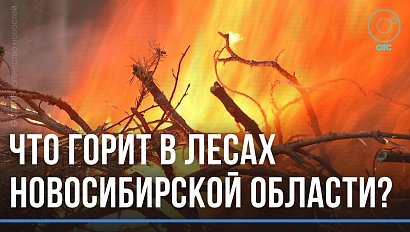 Дачники боятся, лесники успокаивают. Зачем жгут костры в лесах Новосибирской области?