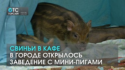 Свиньи в кафе: в Новосибирске открылось первое заведение с мини-пигами