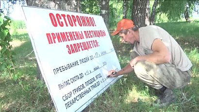 Леса Новосибирской области обработают от непарного шелкопряда