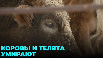 Гибель 38 животных зарегистрировали в Новосибирской области