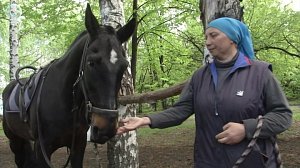 Уникальная порода лошадей может исчезнуть в России