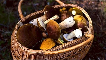 Купленные и собранные: какую опасность таят грибы?