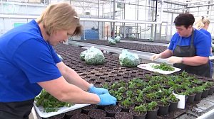 Комплекс по выращиванию горшечной розы запустили в Новосибирской области