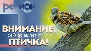 Регион LIFE | Внимание, сейчас вылетит птичка! | ОТС LIVE — прямая трансляция