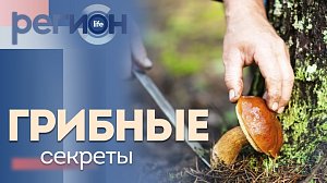 Регион LIFE | Грибные секреты | ОТС LIVE — прямая трансляция