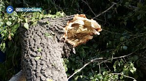 Падение дерева на остановке «Затон»