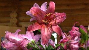 Цветочный рай прямо в Берёзовой роще