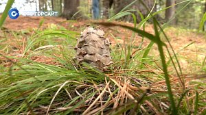 Секреты кедрового урожая: как собирают шишки в Новосибирской области