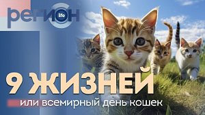 Регион LIFE | 9 жизней или всемирный день кошек | ОТС LIVE — прямая трансляция