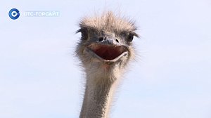 Экзотика в Сибири: страусы и павлины на новосибирской ферме