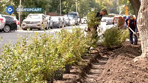 Живая изгородь против незаконной парковки