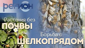 Регион LIFE | Растения без почвы / Борьба с шелкопрядом | ОТС LIVE — прямая трансляция