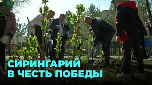 Сирингарий в честь Победы