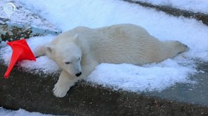 Новосибирский зоопарк готовится к юбилею и масштабным изменениям