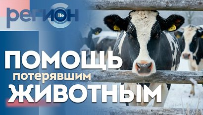Регион LIFE  | Помощь потерявшим животных | ОТС LIVE — прямая трансляция