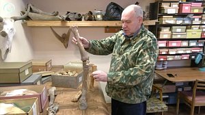 Уникальная находка в Хакасии перевернула представления о доисторических лошадях