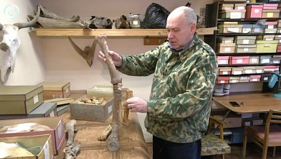 Уникальная находка в Хакасии перевернула представления о доисторических лошадях