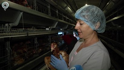 Искусственный интеллект контролирует работу птицефабрики в Коченёвском районе