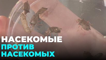 Новосибирские учёные выращивают насекомых для борьбы с опасными вредителями