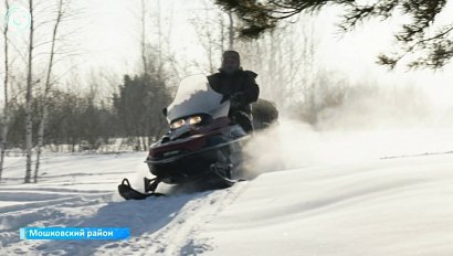 Популяция копытных животных увеличивается в Новосибирской области