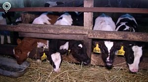 Власти помогут фермерам Новосибирской области восстановить хозяйства