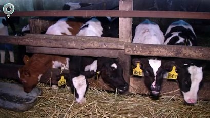 Власти помогут фермерам Новосибирской области восстановить хозяйства