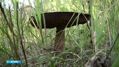 Жителям Новосибирской области рассказали об ответственности за сбор краснокнижных грибов и растений. Что грозит браконьерам?