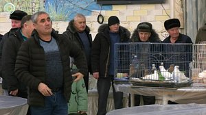 В Новосибирске прошла выставка голубей со всего мира