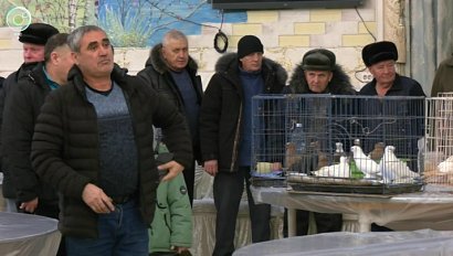 В Новосибирске прошла выставка голубей со всего мира
