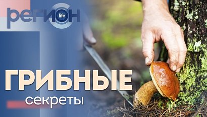 Регион LIFE | Грибные секреты | ОТС LIVE — прямая трансляция