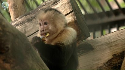 Новосибирские садоводы делятся урожаем с зоопарком