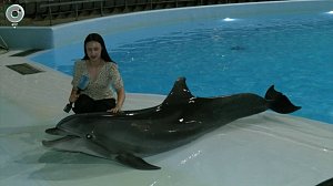 Дельфины и киты: что мы знаем о самых умных обитателях океана