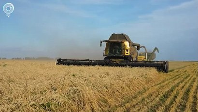 Аграрии Новосибирской области соберут более двух миллионов тонн зерна