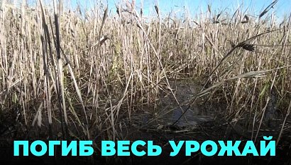 Режим ЧС: вода погубила урожай, аграрии не знают, что делать