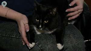 Сотрудники скорой помощи находят поддержку в пушистых помощниках