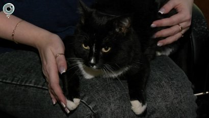 Сотрудники скорой помощи находят поддержку в пушистых помощниках