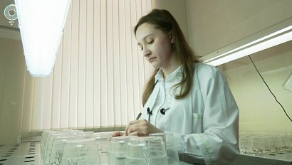 Новосибирская область обеспечена семенами для восстановления лесов