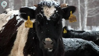 Жители региона получат дополнительные выплаты после изъятия животных