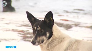 Жители Новосибирска выступили против эвтаназии бродячих собак