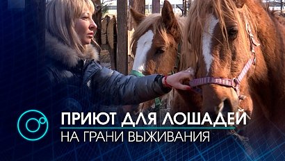 На грани выживания единственный приют для ненужных и больных лошадей в Новосибирской области