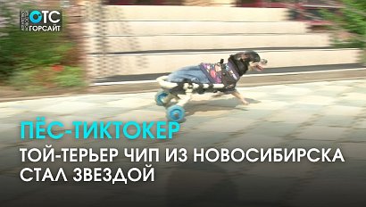 Пёсик на колёсиках из Новосибирска покорил ТикТок