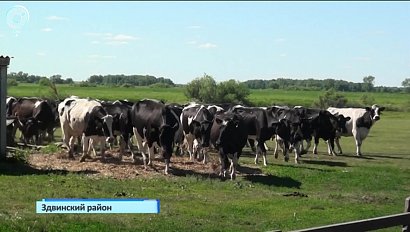 Как перевод на летнее питание повлиял на качество и количество молока от каждой фуражной коровы?