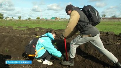 Четыре тысячи сосен высадили в Коченёвском районе